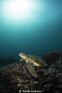 Green turtle at Siapa Besar, Komodo NP by Tobias Reitmayr 